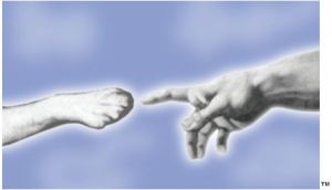 Paw touching Hand